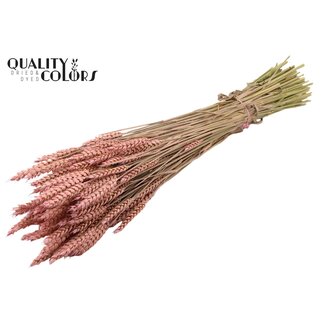 QC Gedroogde Tarwe | Kleur: Frosted Roze | Triticum Droogbloemen | Lengte ± 60 centimeter | Gewicht 220 gram | Per bos