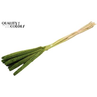 QC Babala of Pearl Millet | Colour: Light Green | Length ± 65 centimetres | 10 stems per bunch | Per bunch