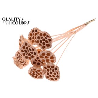 QC Gedroogde Lotus Peulen op stok | Kleur: Abrikooskleurig | Diameter Lotus 5 - 7 centimeter | Lengte bijsteker ± 50 centimeter | 10 bijstekers per bos