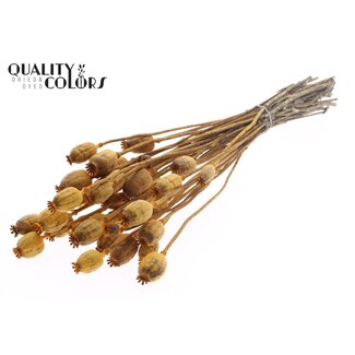 QC Pavot séché | Couleur : Abricot | Papaver Somniferum Fleurs séchées | Longueur ± 60 centimètres | Poids 200 grammes | Par bouquet