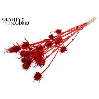 QC Bleached Dried Cardistella Thistles | Colour: Terracotta | Cardi Stella Dried Flowers | Length ± 55 centimetres | 10 stems per bunch | Per bunch