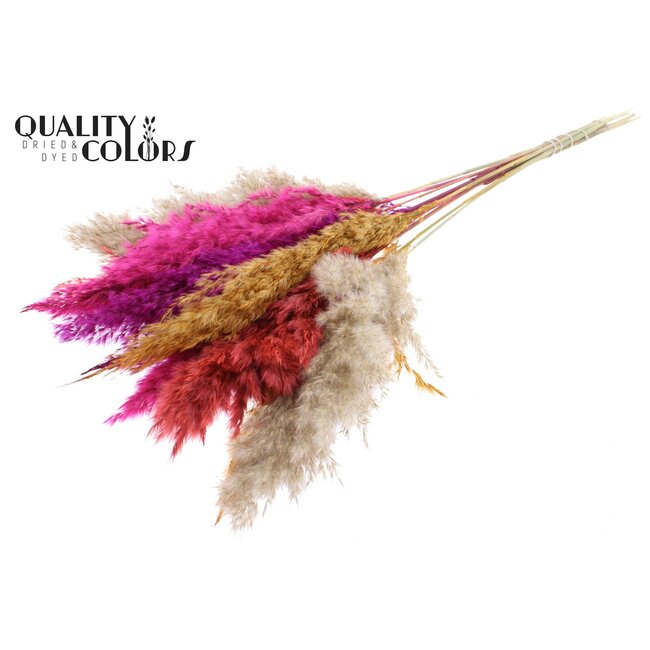 Plumes de Pampas Séchées “Coloré 10” | Couleur : Couleurs Mixtes | Fleurs Séchées Pampas | Longueur ± 70 centimètres | 10 plumes par bouquet | Par bouquet