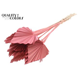 QC Gedroogde Palm Spear | Kleur: Koraalkleurig | Palmbladeren in Speervorm | Lengte ± 50 centimeter | 10 takken per bos | Per bos