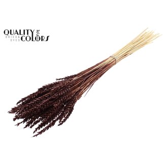 QC Gedroogde Gebleekte Tarwe | Kleur: Bruin | Triticum Droogbloemen | Lengte ± 60 centimeter | Gewicht 100 gram | Per bos