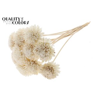 QC Shola Zinnia Bloem op stok | Kleur: Natuurlijk Wit | Shola Zinia | Diameter 8 centimeter | Lengte ± 50 centimeter | 10 bijstekers per bos | Per bos