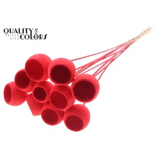 QC Gebleekte Gedroogde Bellgums | Kleur: Rood | Bell Cup Bijsteker | Lengte ± 50 centimeter | 10 bijstekers per bos