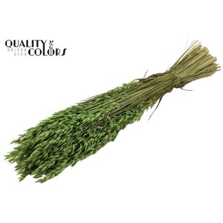 QC Gedroogde Haver | Kleur: Lichtgroen | Avena Droogbloemen | Lengte ± 60 centimeter | Gewicht 250 gram | Per bos