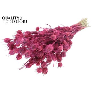 QC Dried Love-in-a-mist | Colour: Frosted Cherry | Nigella Dried Flowers | Length ± 45 centimetres | Weight 150 grams | Per bunch