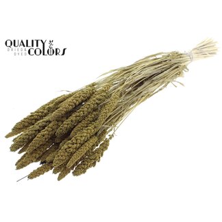QC Getrocknete Gebleichte Hirse | Farbe: Olivgrün | Pennisetum Trockenblumen | Länge ± 70 Zentimeter | Gewicht 200 Gramm | Pro Bund