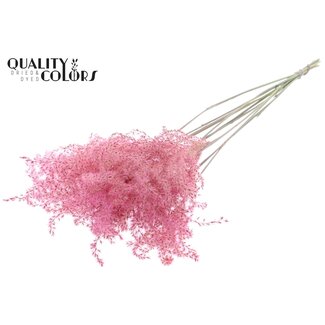 QC Dried Chinese Silver Grass Plumes | Colour: Light Pink | Miscanthus Dried Flowers | Length ± 70 centimetres | 5 plumes per bunch | Per bunch