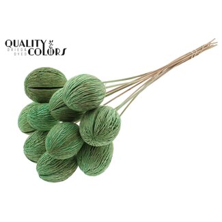 QC Bleached Mintolla Seed Box on stick | Colour: Mint Green | Pong Pong Mintolla Insert Dried Decoration | Length ± 50 centimetres | 10 inserts per bunch