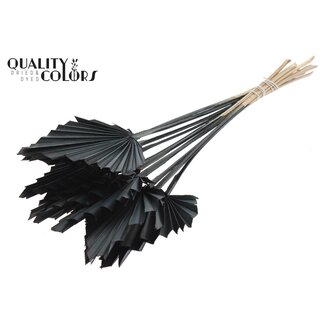 QC Gedroogde Palm Spear | Kleur: Zwart | Palmbladeren in Speervorm | Lengte ± 50 centimeter | 10 takken per bos | Per bos