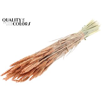 QC Dried Wheat | Colour: Pearl Orange | Triticum Dried Flowers | Length ± 60 centimetres | Weight 220 grams | Per bunch