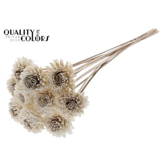 QC Shola Zinnia Flower on stem | Colour: Natural White | Shola Zinia | Diameter 6 centimetre | Length ± 50 centimetre | 10 picks per bunch | Per bunch