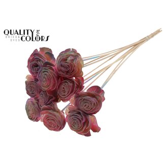 QC Shola Rozen op stok | Kleur: Roze Kleurverloop | Shola Beauty Rose | Diameter 6 centimeter | Lengte ± 50 centimeter | 10 bijstekers per bos | Per bos