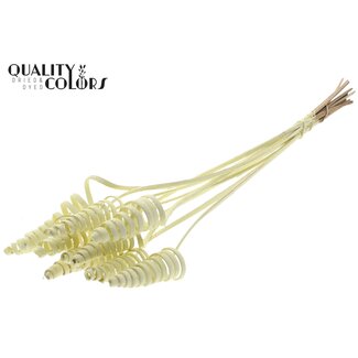 QC Palm Spiraal op steel | Kleur: Crèmekleurig | Cane Cone Bijsteker | Lengte bijsteker ± 50 centimeter | Per 10 bijstekers