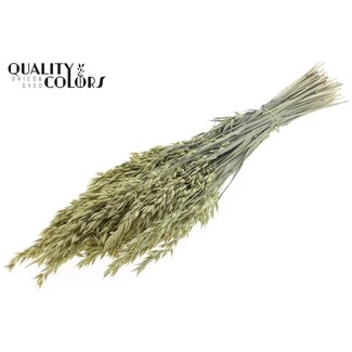 QC Getrockneter Hafer | Farbe: Frosted Hellgelb | Avena Trockenblumen | Länge ± 60 Zentimeter | Gewicht 250 Gramm | Pro Bund