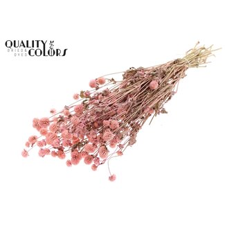 QC Gedroogde Kogelamaranth | Kleur: Roze | Gomphrena Droogbloemen | Lengte ± 60 centimeter | Per bos