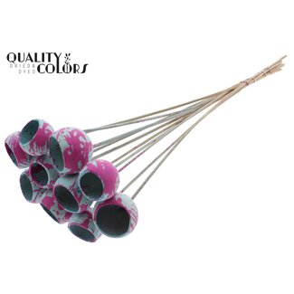 QC Getrocknete Bellgums | Farbe: Gesprenkeltes Hellblau Kirschfarben | Bell Cup Stecker | Länge ± 50 Zentimeter | 10 Stecker pro Bund