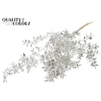 QC Dried Ruscus | Colour: Platinum | Ruscus Dried Flowers | Length ± 70 centimetres | 10 stems per bunch | Per bunch