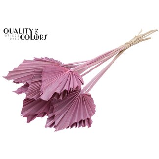 QC Dried Palm Spear | Colour: Frosted Pink | Spear-Shaped Palm Leaves | Length ± 50 centimetres | 10 stems per bunch | Per bunch