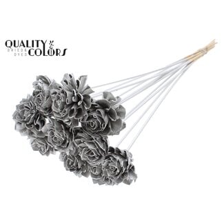 QC Shola Dahlia on stem | Colour: Platinum-coloured | Shola Dhalya | Diameter 6 centimetre | Length ± 50 centimetre | 10 picks per bunch | Per bunch