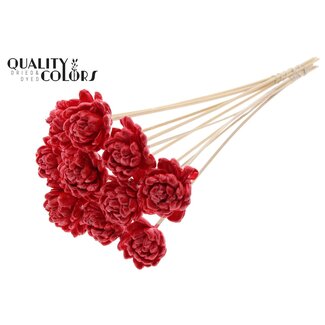 QC Shola Houten Roos met was op stok | Kleur: Rood | Sola New Beauty Rose | Diameter 6 centimeter | Lengte ± 50 centimeter | 10 bijstekers per bos | Per bos