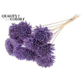 QC Shola Zinnia Flower on stem | Colour: Milky purple | Shola Zinia | Diameter 8 centimeter | Length ± 50 centimeter | 10 side picks per bunch | Per bunch