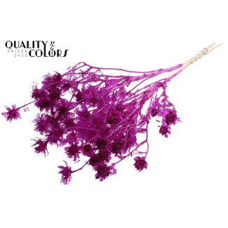 QC Dried Bleached Carthamus | Colour: Lilac | Safflower or Bidens Dried Flowers | Length ± 70 centimetres | Per bunch