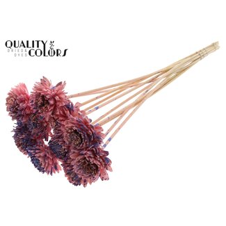 QC Shola Zinnia Flower on stem | Colour: Speckled Pink Milky Purple | Shola Zinia | Diameter 6 centimeter | Length ± 50 centimeter | 10 picks per bunch | Per bunch