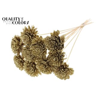 QC Shola Houten Zinnia op stok | Kleur: Goudkleurig | Shola Zinia Bijsteker | Diameter bloem 8 centimeter | Lengte bijsteker ± 50 centimeter | 10 bijstekers per bos