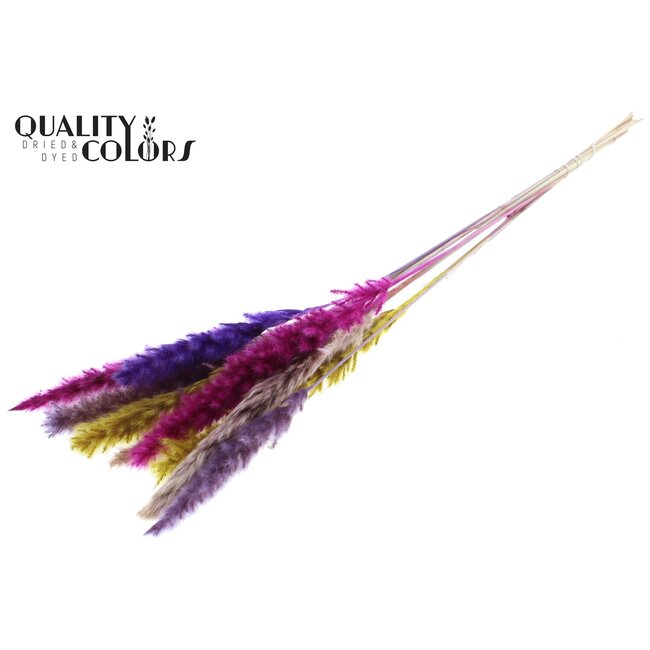 Plumes de Pampas Séchées Fluffy “Coloré 11” | Couleur : Couleurs Mélangées | Longueur ± 70 centimètres | 10 plumes par bouquet | Par bouquet