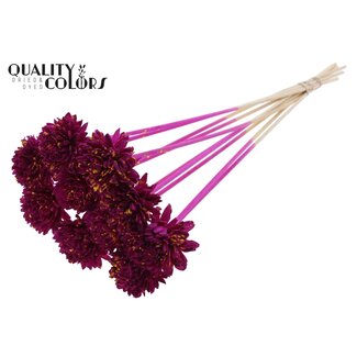 QC Shola Houten Zinnia op stok | Kleur: Gespetterd Lilakleurig Geel | Shola Zinia Bijsteker | Diameter bloem 6 centimeter | Lengte bijsteker ± 50 centimeter | 10 bijstekers per bos