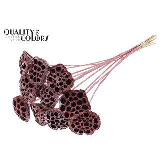 QC Dried Lotus Pods on Stick | Colour: Red Metallic | Lotus Diameter 5 - 7 centimetres | Stick Length ± 50 centimetres | 10 sticks per bunch