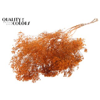 QC Getrocknete Broom Bloom | Farbe: Orange | Besenginster Trockenblumen | Länge ± 50 Zentimeter | Gewicht 100 Gramm | Pro Bund