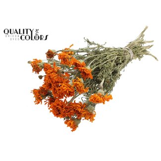 QC Getrocknete Studentenblumen | Farbe: Naturell Orange | Tagetes Trockenblumen | Länge ± 45 centimeter | Pro Bund