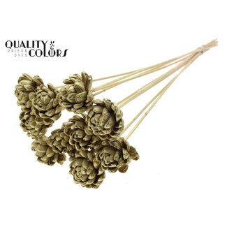 QC Shola Houten Roos op stok | Kleur: Goudkleurig | Shola New Beauty Rose Bijsteker | Diameter roos 6 centimeter | Lengte bijsteker ± 50 centimeter | 10 bijstekers per bos