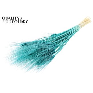 QC Gedroogde Gebleekte Baardtarwe | Kleur: Turquoise | Triticum Beard Droogbloemen | Lengte ± 70 centimeter | Gewicht 150 gram | Per bos