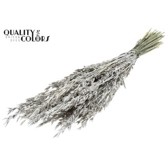 QC Gedroogde Haver | Kleur: Platinakleurig met Glitter | Avena Droogbloemen | Lengte ± 60 centimeter | Gewicht 250 gram | Per bos