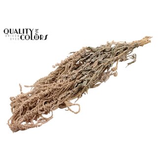 QC Hang Amaranthus ±70cm p/bunch Frosted White