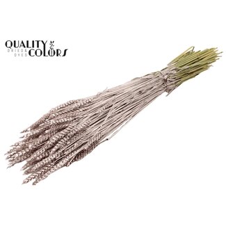 QC Getrockneter Weizen | Farbe: Champagnerfarben | Triticum Trockenblumen | Länge ± 60 Zentimeter | Gewicht 220 Gramm | Pro Bund