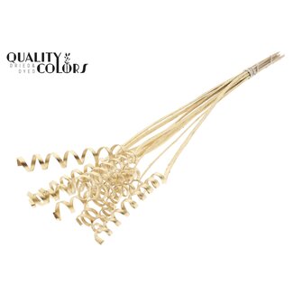 QC Palm Spiraal op steel | Kleur: Antiek Goudkleurig | Cane Cone Bijsteker | Lengte bijsteker ± 50 centimeter | Per 10 bijstekers