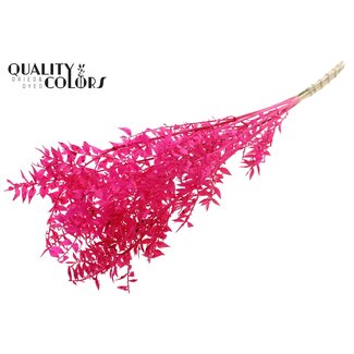 QC Gedroogde Ruscus | Kleur: Kerskleurig | Ruscus Droogbloemen | Lengte ± 50 centimeter | 10 takken per bos | Per bos