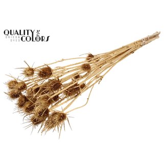 QC Dried Cardistella Thistles | Colour: Gold with Glitter | Cardi Stella Dried Flowers | Length ± 55 centimetres | 10 stems per bunch | Per bunch