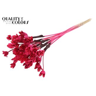 QC Bowl on stick | Colour: Cherry-coloured | Beech Nut Seed Pod Pick | Length ± 50 centimetres | 10 picks per bunch