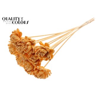 QC Shola Rose on stem | Colour: Apricot-coloured | Shola New Beauty Rose | Diameter 6 centimeter | Length ± 50 centimeter | 10 extra stems per bunch | Per bunch