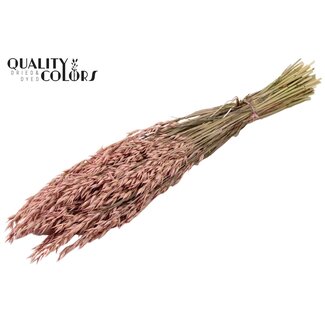 QC Gedroogde Haver | Kleur: Frosted Roze | Avena Droogbloemen | Lengte ± 60 centimeter | Gewicht 250 gram | Per bos