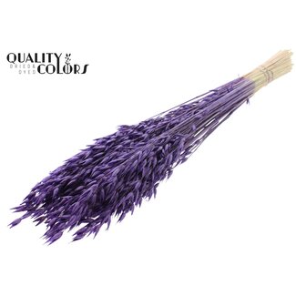 QC Getrockneter Hafer Premium | Farbe: Lila | Avena Premium Trockenblumen | Länge ± 70 Zentimeter | Gewicht 200 Gramm | Pro Bund