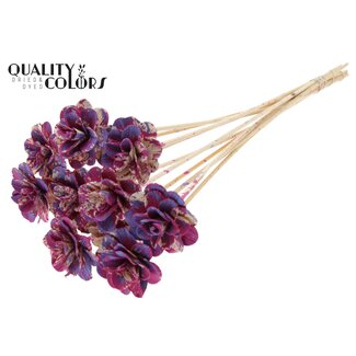 QC Shola Rozen met was op stok | Kleur: Meerkleurig Kerskleurig Milkapaars | Shola Beetal Rose | Diameter 6 centimeter | Lengte ± 50 centimeter | 10 bijstekers per bos | Per bos