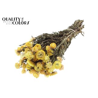 QC Gedroogde Strobloem | Kleur: Naturelle Geel | Helichrysum Droogbloemen | Lengte ± 45 centimeter | Gewicht ± 75 gram | Per bos